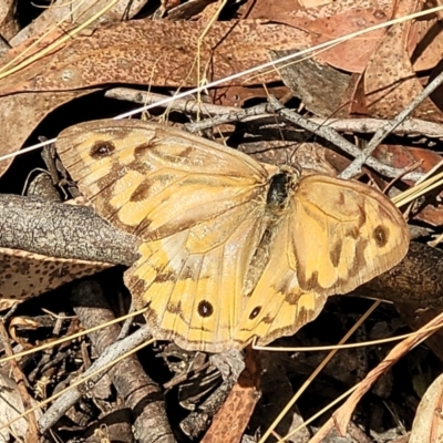 Heteronympha merope (Common Brown Butterfly) at Wanna Wanna Nature Reserve - 21 Jan 2023 by trevorpreston