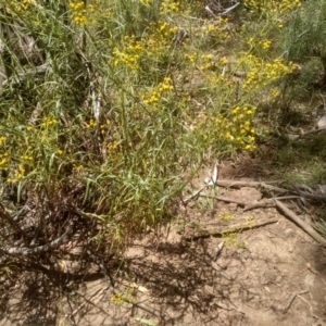 Senecio linearifolius at Murrumbucca, NSW - 21 Jan 2023 01:38 PM