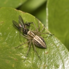 Oxyopes (genus) (Lynx spider) at Higgins, ACT - 26 Nov 2022 by AlisonMilton