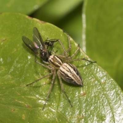 Oxyopes (genus) (Lynx spider) at Higgins, ACT - 26 Nov 2022 by AlisonMilton