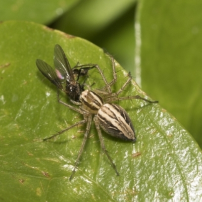 Oxyopes sp. (genus) (Lynx spider) at Higgins, ACT - 26 Nov 2022 by AlisonMilton