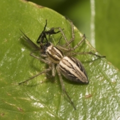 Oxyopes sp. (genus) at Higgins, ACT - 26 Nov 2022