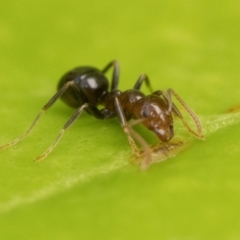 Papyrius sp. (genus) at Duffy, ACT - 20 Jan 2023