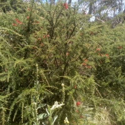 Grevillea juniperina (Grevillea) at Binjura, NSW - 21 Jan 2023 by mahargiani