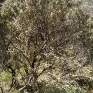 Callistemon sieberi at Binjura, NSW - 21 Jan 2023