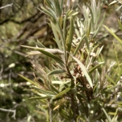 Callistemon sieberi at Binjura, NSW - 21 Jan 2023