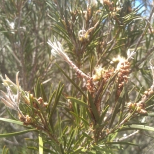 Callistemon sieberi at Binjura, NSW - 21 Jan 2023