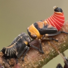 Eurymelessa moruyana (Gumtree Hopper) at Pialligo, ACT - 21 Jan 2023 by patrickcox