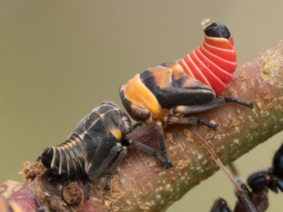 Eurymelessa moruyana (Gumtree Hopper) at Pialligo, ACT - 21 Jan 2023 by patrickcox