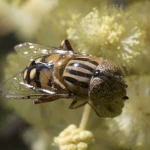 Eristalinus punctulatus at Higgins, ACT - 26 Nov 2022 12:56 PM