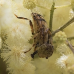 Eristalinus punctulatus at Higgins, ACT - 26 Nov 2022 12:56 PM