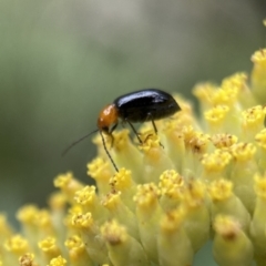 Adoxia benallae (Leaf beetle) at Mittagong, NSW - 16 Jan 2023 by GlossyGal