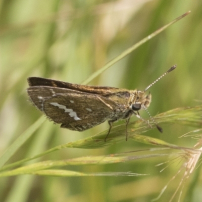 Taractrocera papyria (White-banded Grass-dart) at Higgins, ACT - 26 Nov 2022 by AlisonMilton