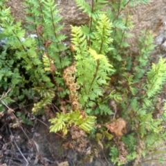 Cheilanthes sp. at Binjura, NSW - 21 Jan 2023 02:45 PM