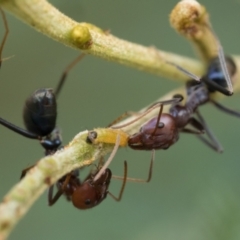 Iridomyrmex purpureus (Meat Ant) at Campbell Park Woodland - 20 Jan 2023 by patrickcox