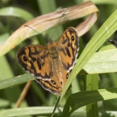 Heteronympha merope (Common Brown Butterfly) at Higgins, ACT - 26 Nov 2022 by AlisonMilton