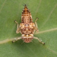 Eurymeloides sp. (genus) (Eucalyptus leafhopper) at Pialligo, ACT - 20 Jan 2023 by patrickcox