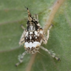 Eurymeloides sp. (genus) at Pialligo, ACT - 21 Jan 2023 09:30 AM