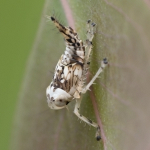 Eurymeloides sp. (genus) at Pialligo, ACT - 21 Jan 2023 09:30 AM