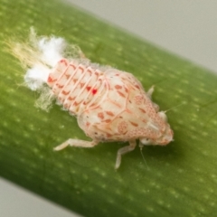 Siphanta acuta (Green planthopper, Torpedo bug) at Duffy, ACT - 20 Jan 2023 by patrickcox