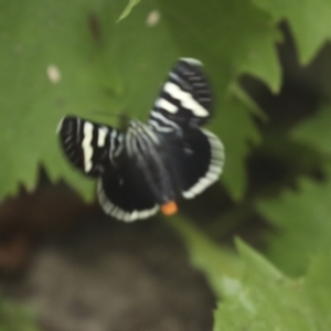 Phalaenoides glycinae at Higgins, ACT - 6 Jan 2023