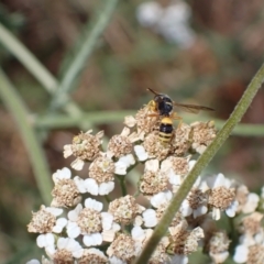 Cerceris sp. (genus) at Murrumbateman, NSW - 21 Jan 2023