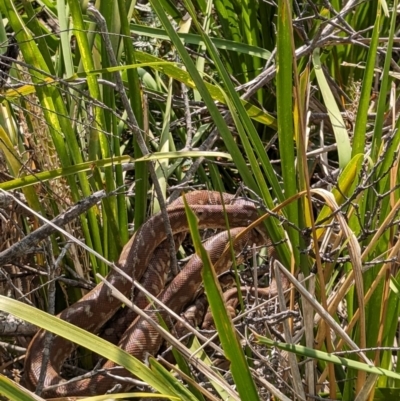 Morelia bredli at Ulladulla, NSW - 18 Jan 2023 by stofbrew