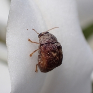 Cadmus (Lachnabothra) subgenus at Murrumbateman, NSW - 21 Jan 2023 12:37 PM