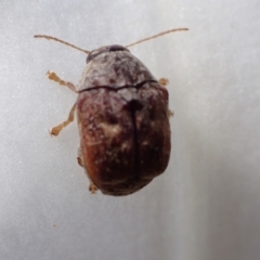 Cadmus (Lachnabothra) subgenus at Murrumbateman, NSW - 21 Jan 2023