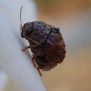 Cadmus (Lachnabothra) subgenus at Murrumbateman, NSW - 21 Jan 2023 12:37 PM