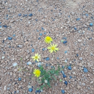 Senecio madagascariensis at Macquarie, ACT - 21 Jan 2023 06:36 PM