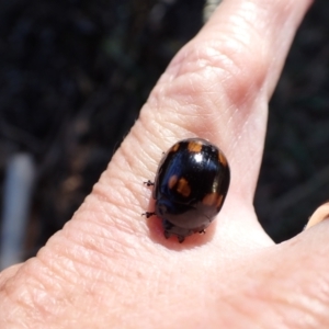 Paropsisterna octosignata at Murrumbateman, NSW - 20 Jan 2023