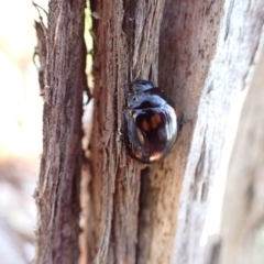 Paropsisterna octosignata at Murrumbateman, NSW - 20 Jan 2023 05:59 PM