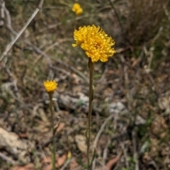 Chrysocephalum apiculatum at Bruce, ACT - 21 Jan 2023