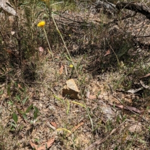 Chrysocephalum apiculatum at Bruce, ACT - 21 Jan 2023