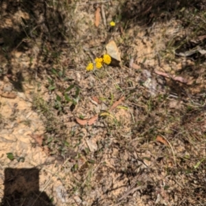 Chrysocephalum apiculatum at Bruce, ACT - 21 Jan 2023