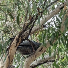 Callocephalon fimbriatum (Gang-gang Cockatoo) at Forrest, ACT - 21 Jan 2023 by stofbrew