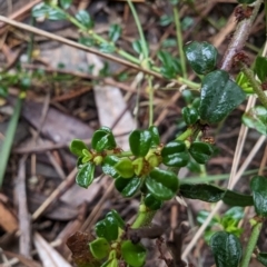 Phyllanthus hirtellus at Ulladulla, NSW - 19 Jan 2023 09:24 AM