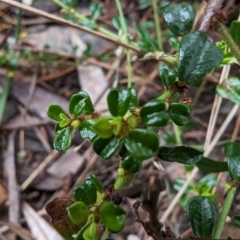 Phyllanthus hirtellus at Ulladulla, NSW - 19 Jan 2023 09:24 AM