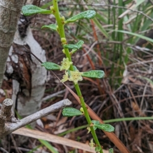 Phyllanthus hirtellus at Ulladulla, NSW - 19 Jan 2023 09:24 AM