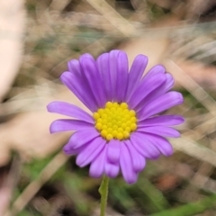 Brachyscome rigidula (Hairy Cut-leaf Daisy) at Wanna Wanna Nature Reserve - 21 Jan 2023 by trevorpreston
