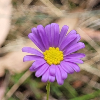 Brachyscome rigidula (Hairy Cut-leaf Daisy) at Wanna Wanna Nature Reserve - 20 Jan 2023 by trevorpreston