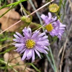 Brachyscome rigidula at Carwoola, NSW - 21 Jan 2023 10:49 AM