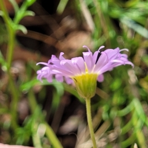 Brachyscome rigidula at Carwoola, NSW - 21 Jan 2023