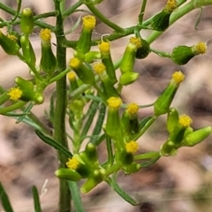 Senecio diaschides (Erect Groundsel) at Carwoola, NSW - 21 Jan 2023 by trevorpreston