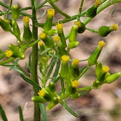 Senecio diaschides (Erect Groundsel) at Wanna Wanna Nature Reserve - 21 Jan 2023 by trevorpreston
