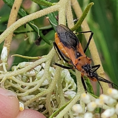 Gminatus australis (Orange assassin bug) at Carwoola, NSW - 21 Jan 2023 by trevorpreston