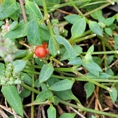 Einadia nutans (Climbing Saltbush) at Carwoola, NSW - 21 Jan 2023 by trevorpreston