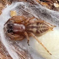 Clubiona sp. (genus) (Unidentified Stout Sac Spider) at Carwoola, NSW - 21 Jan 2023 by trevorpreston