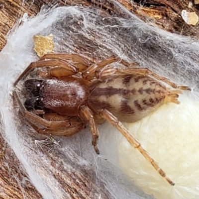 Clubiona sp. (genus) (Unidentified Stout Sac Spider) at Carwoola, NSW - 21 Jan 2023 by trevorpreston